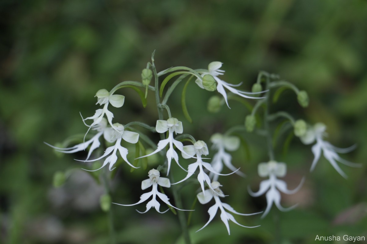 Habenaria crinifera Lindl.